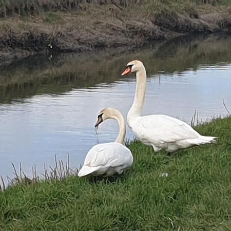 Delightful Cottage On The River Adur Close To Brighton & The Downs No Dogs Sorry Upper Beeding Exterior foto